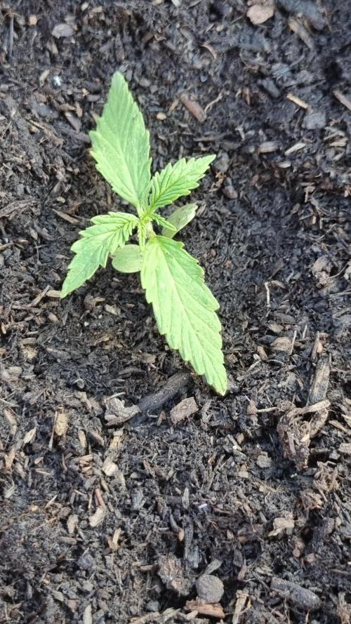 Hombre guerrilla growing. Week 1