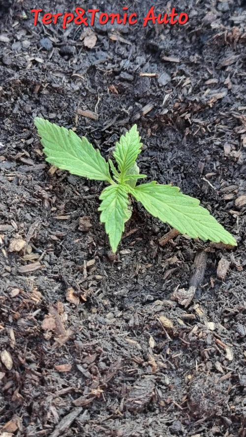 Hombre guerrilla growing. Week 1