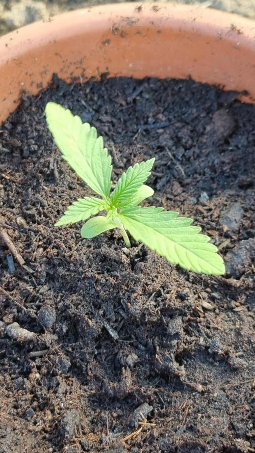 Hombre guerrilla growing. Week 1
