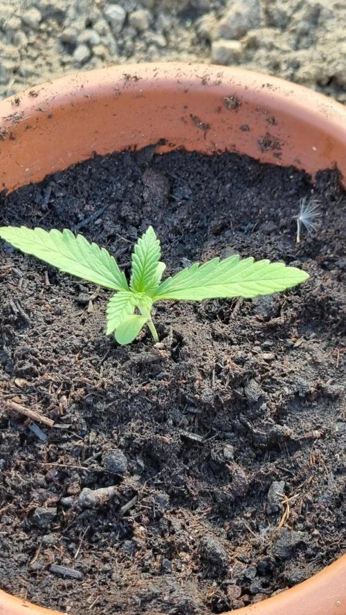 Hombre guerrilla growing. Week 1