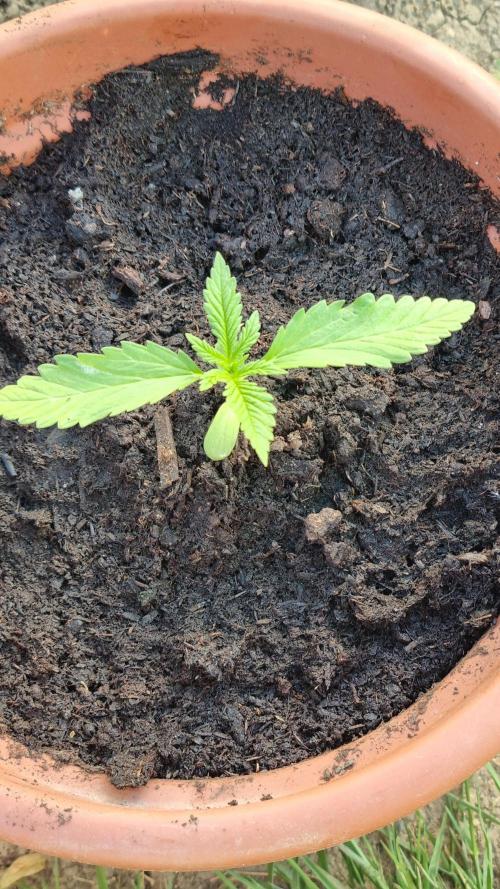 Hombre guerrilla growing. Week 1