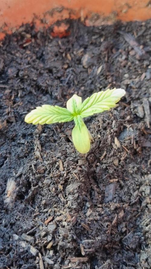 Hombre guerrilla growing. Week 1
