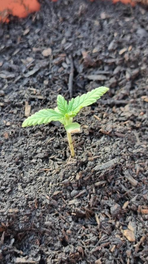 Hombre guerrilla growing. Week 1