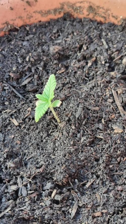 Hombre guerrilla growing. Week 1