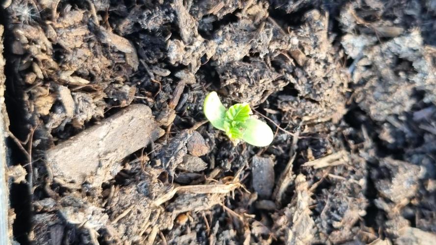 Hombre guerrilla growing. Week 1