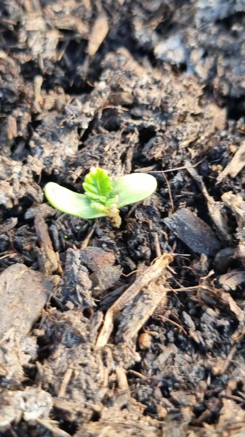 Hombre guerrilla growing. Week 1