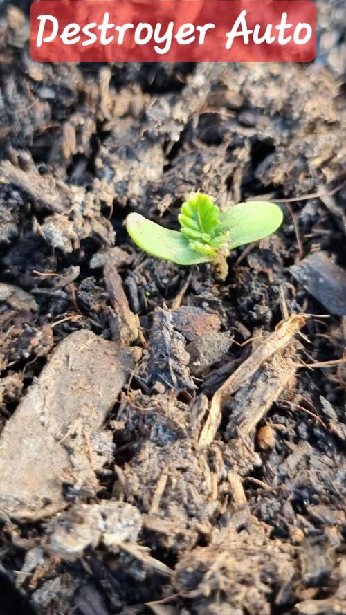 Hombre guerrilla growing. Week 1