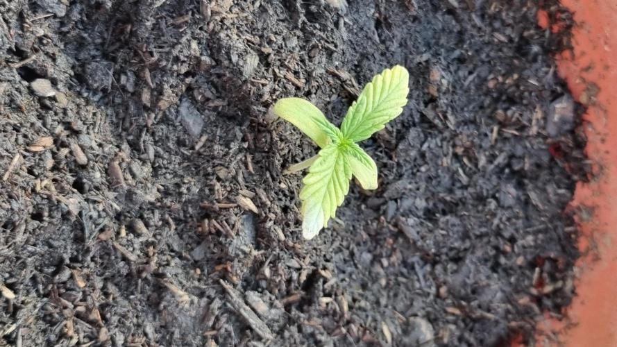 Hombre guerrilla growing. Week 1