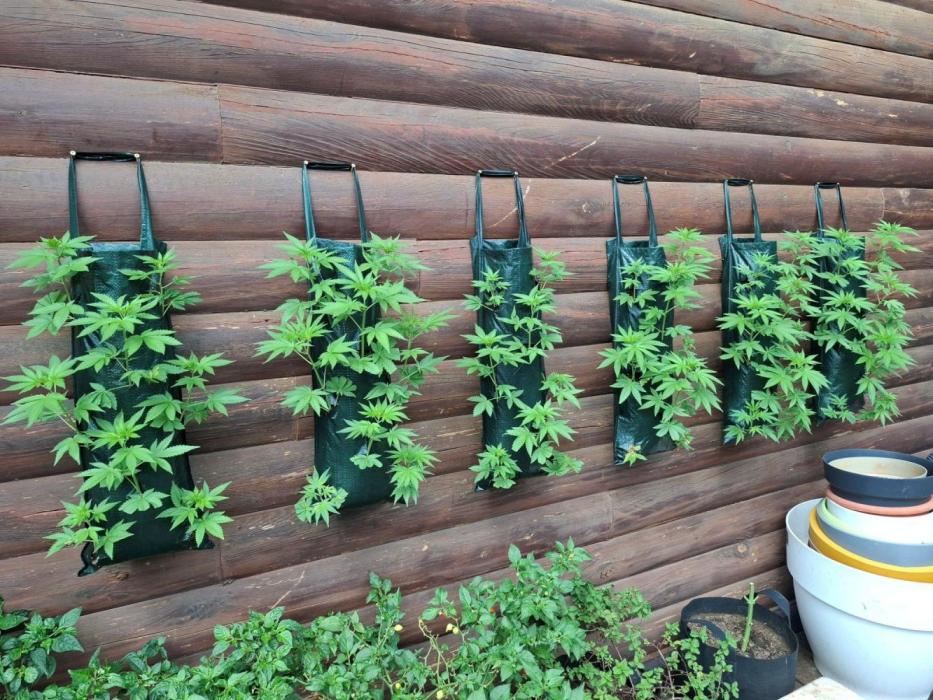 Wall of Green method cycle documentation. Week 2 - Clones cought on nicely, rapid growth and transitioning to flowering.
