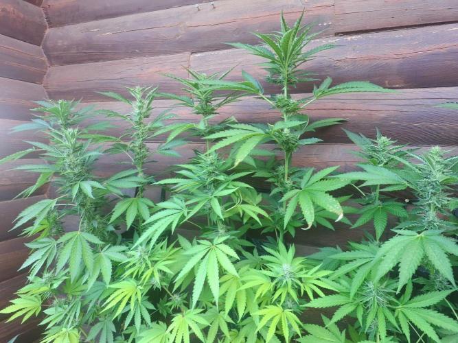 Wall of Green method cycle documentation. Week 4 - You can start to see how the plant will flower.