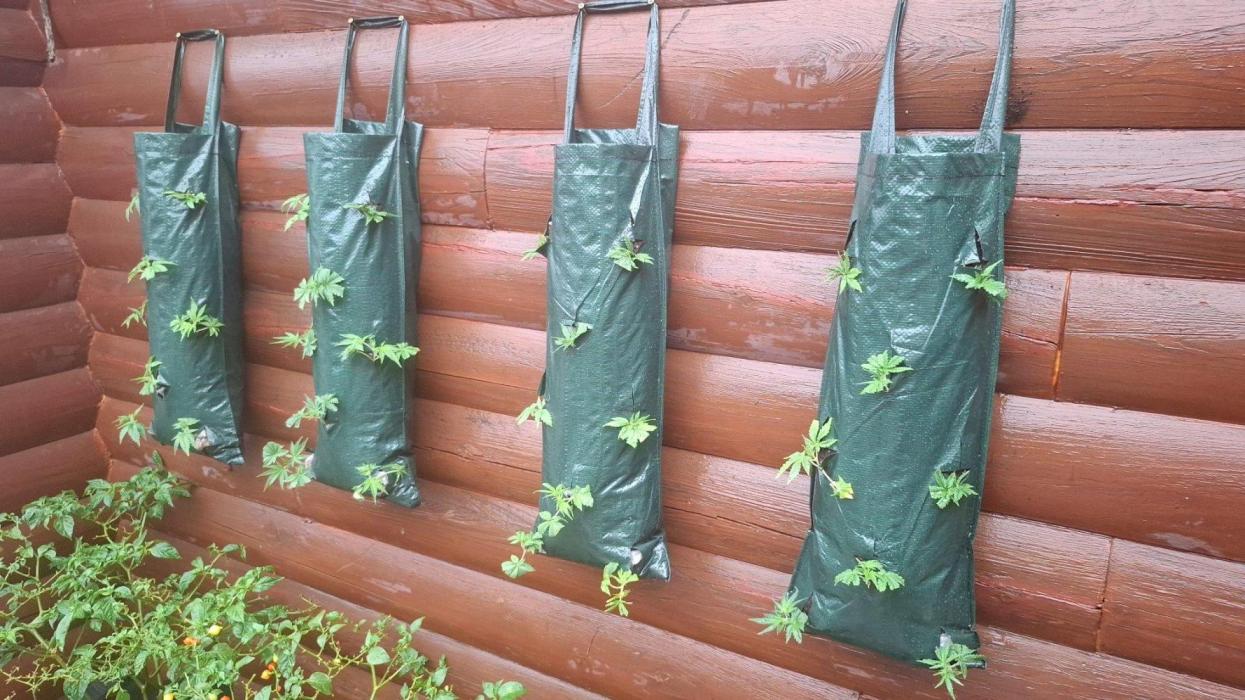 Wall of Green method cycle documentation. Week 1 - strawberry bags with fresh clones.