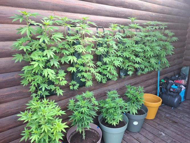Wall of Green method cycle documentation. Week 3 - Looking good.