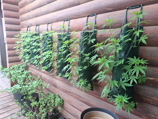 Wall of Green method cycle documentation. Week 3