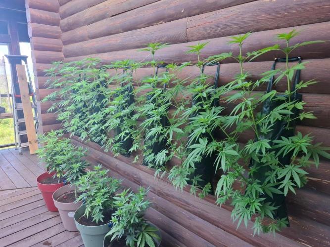 Wall of Green method cycle documentation. Week 3