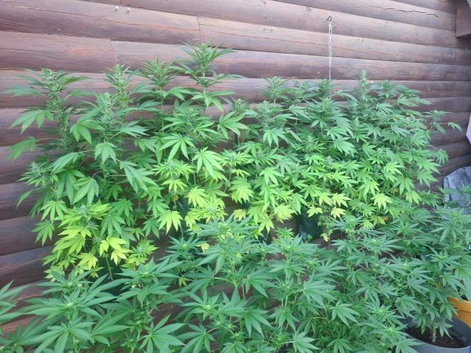 Wall of Green method cycle documentation. Week 4