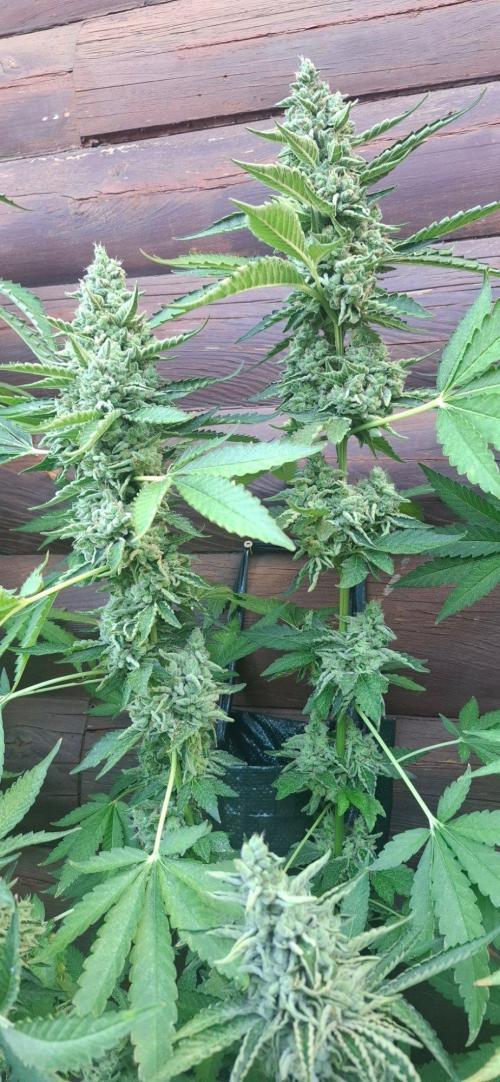 Wall of Green method cycle documentation. Week 8