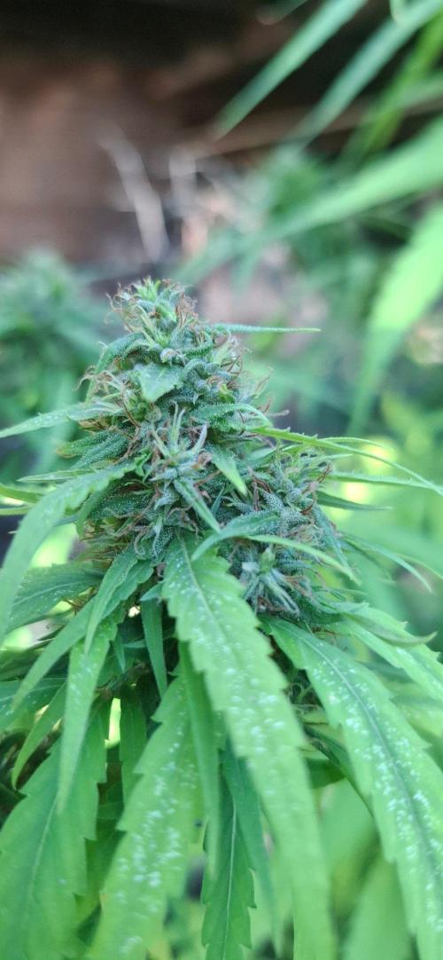 Leeward Islands Jamaican Sativa Showcase. Week 5