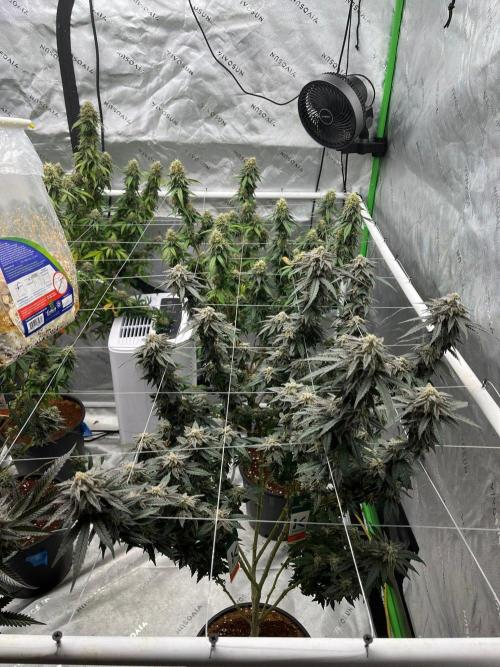 8/9/2026. Week 9