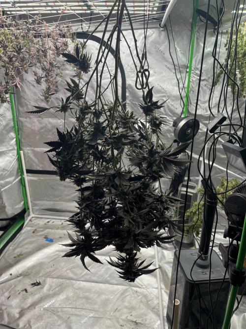 8/9/2026. Week 9