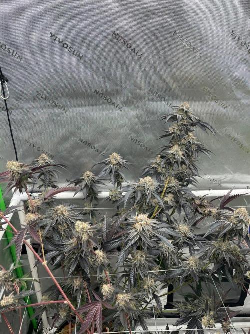 8/9/2026. Week 9