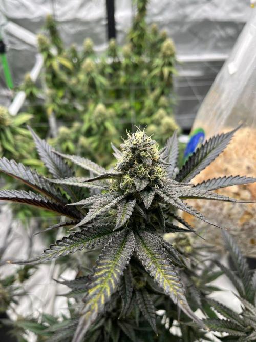 8/9/2026. Week 9