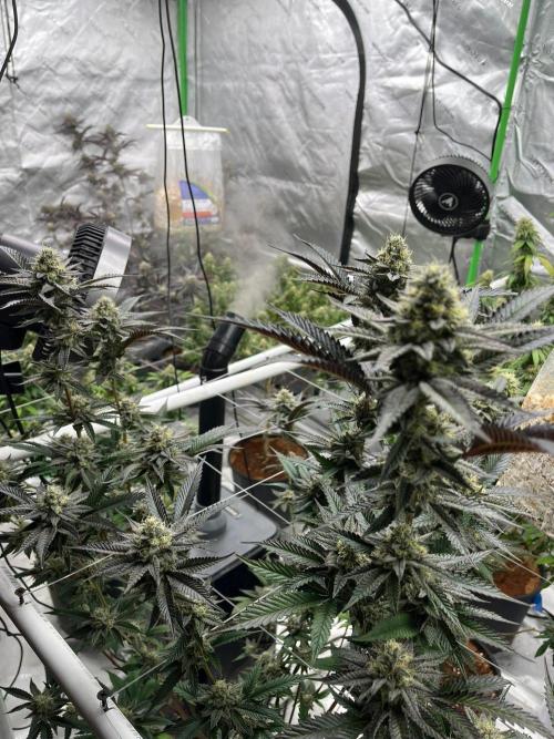 8/9/2026. Week 9