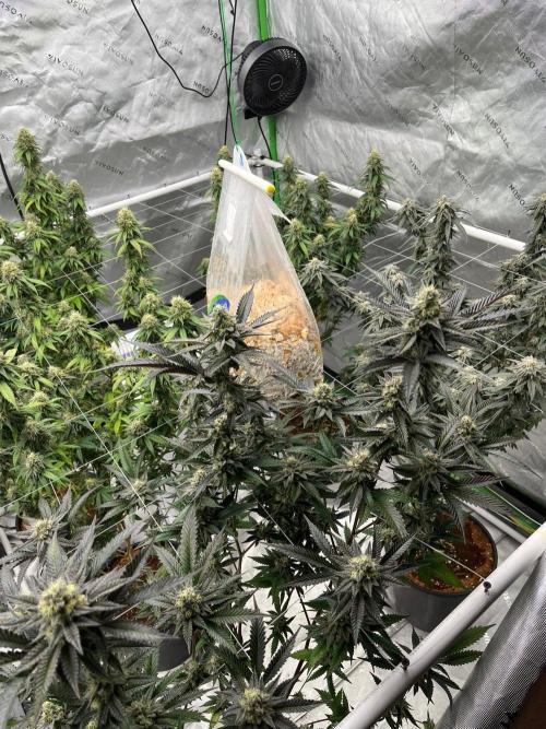 8/9/2026. Week 9