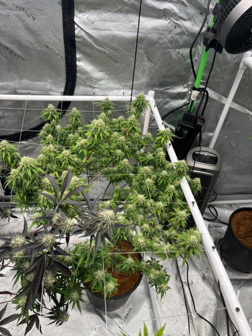 8/9/2026. Week 9