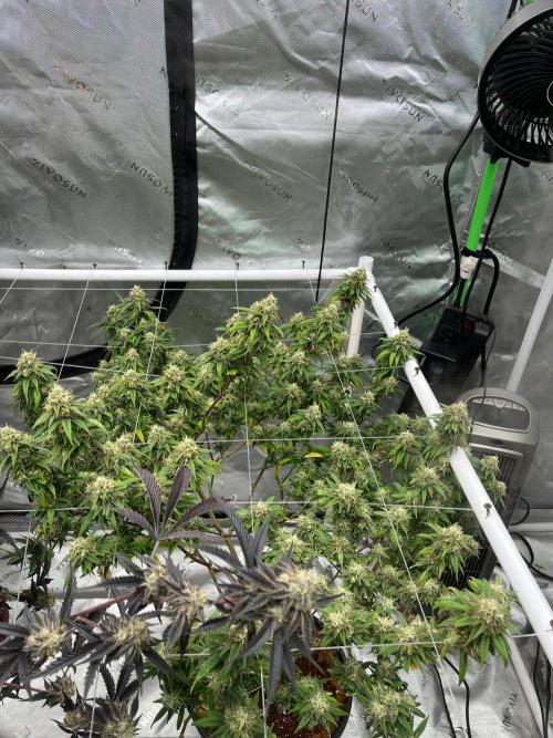 8/9/2026. Week 9