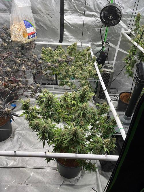 8/9/2026. Week 9
