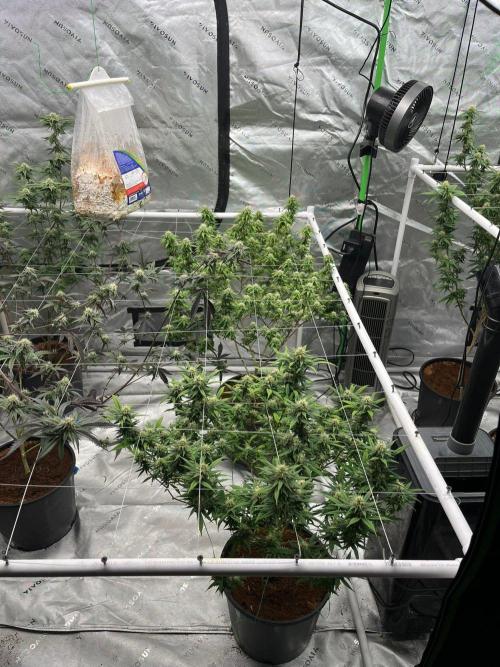 8/9/2026. Week 9