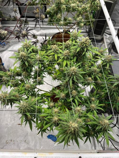 8/9/2026. Week 9