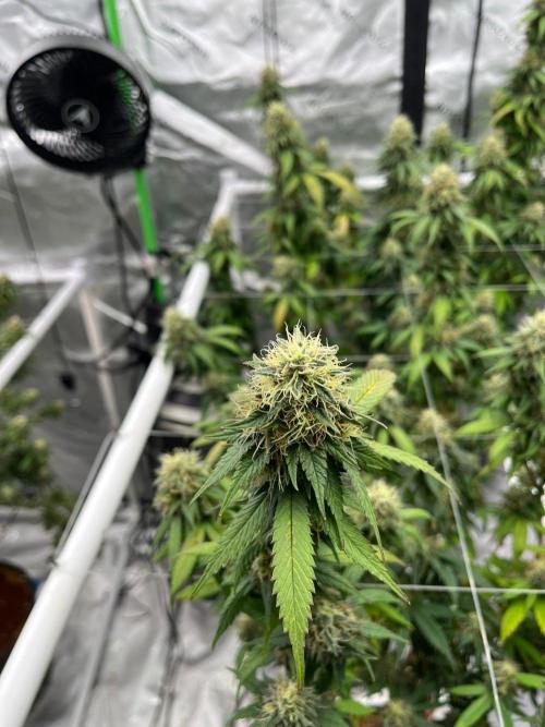 8/9/2026. Week 9