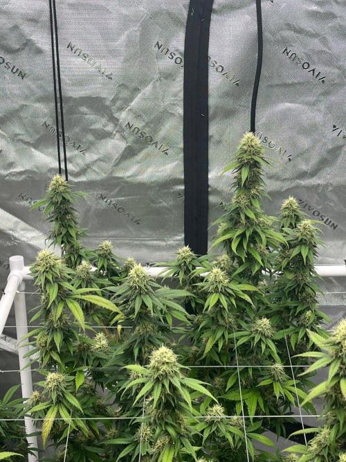 8/9/2026. Week 9