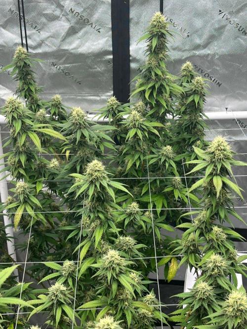 8/9/2026. Week 9