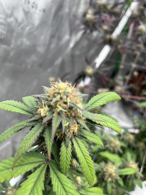 8/9/2026. Week 9