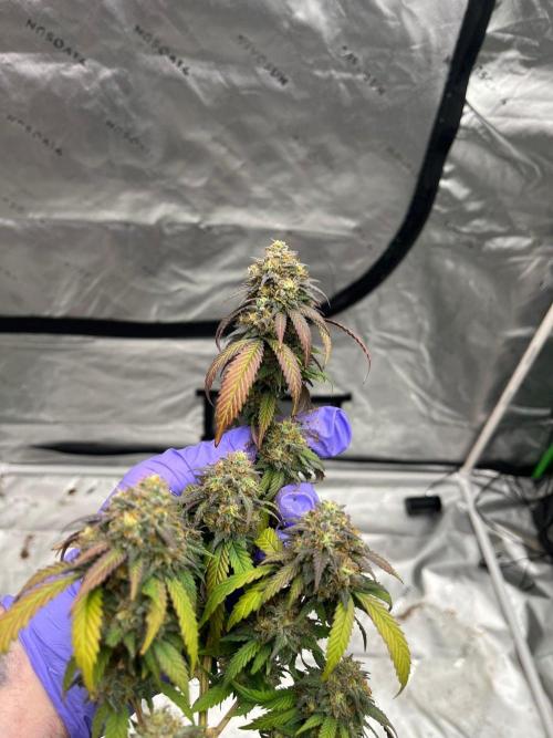 8/9/2026. Week 9
