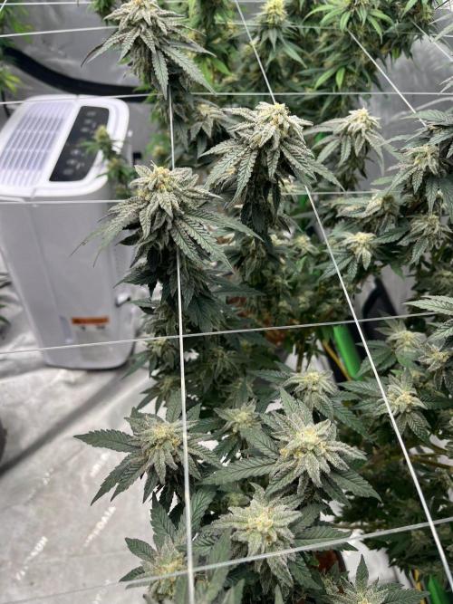 8/9/2026. Week 9