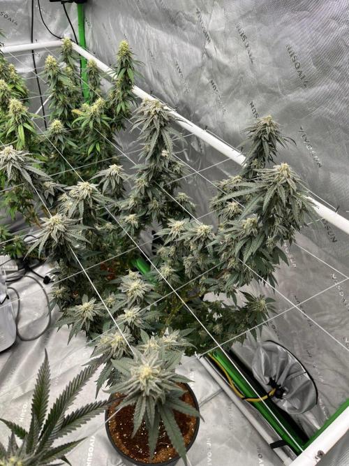 8/9/2026. Week 9