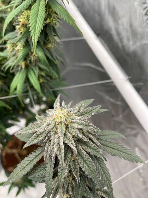 8/9/2026. Week 9