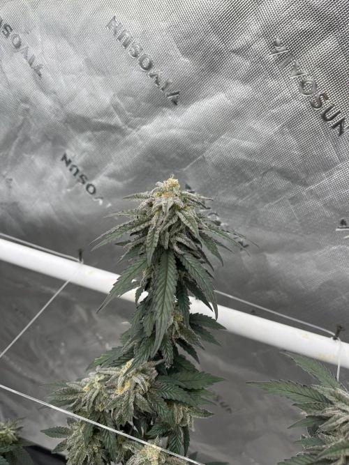 8/9/2026. Week 9