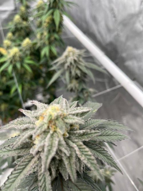8/9/2026. Week 9