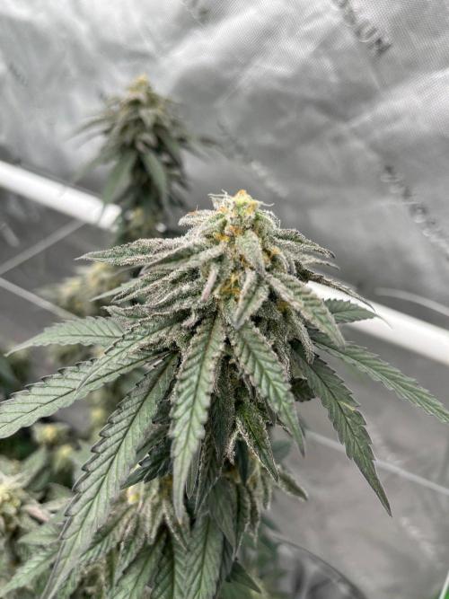 8/9/2026. Week 9