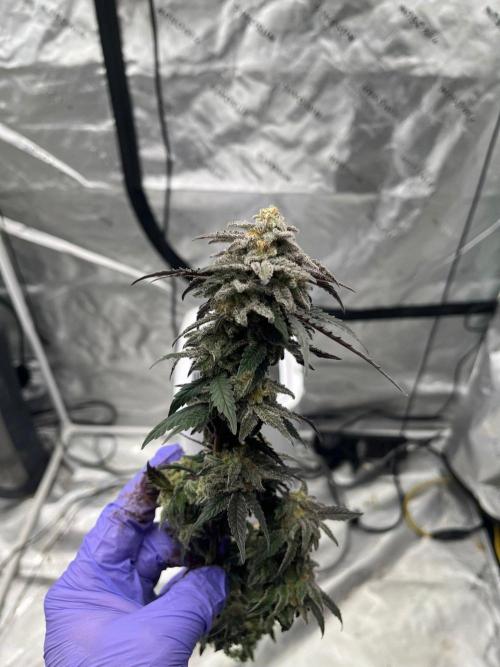 8/9/2026. Week 9