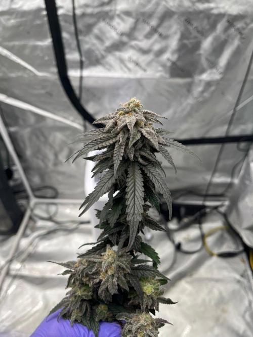 8/9/2026. Week 9