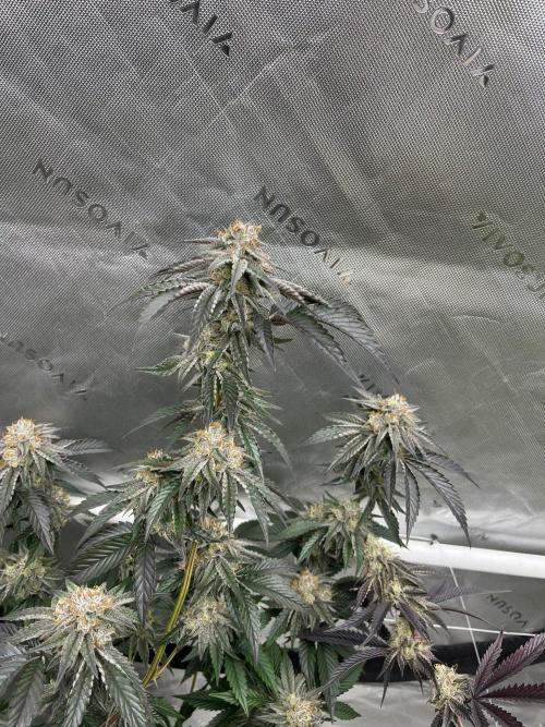 8/9/2026. Week 9