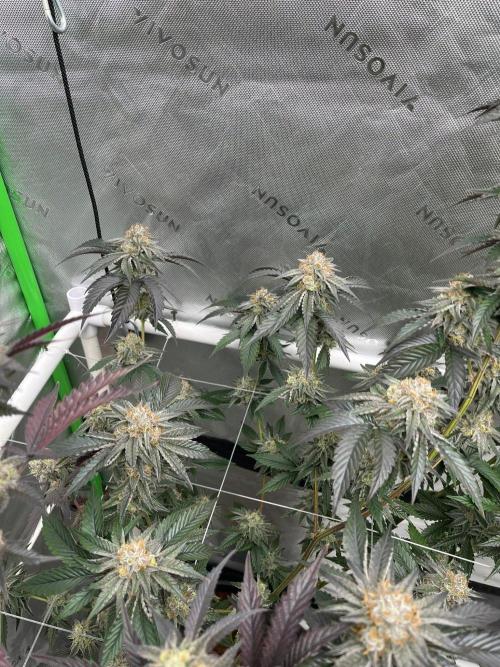 8/9/2026. Week 9