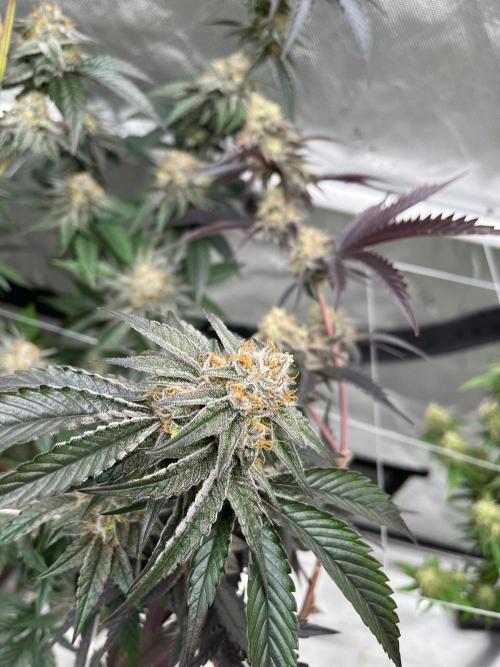 8/9/2026. Week 9