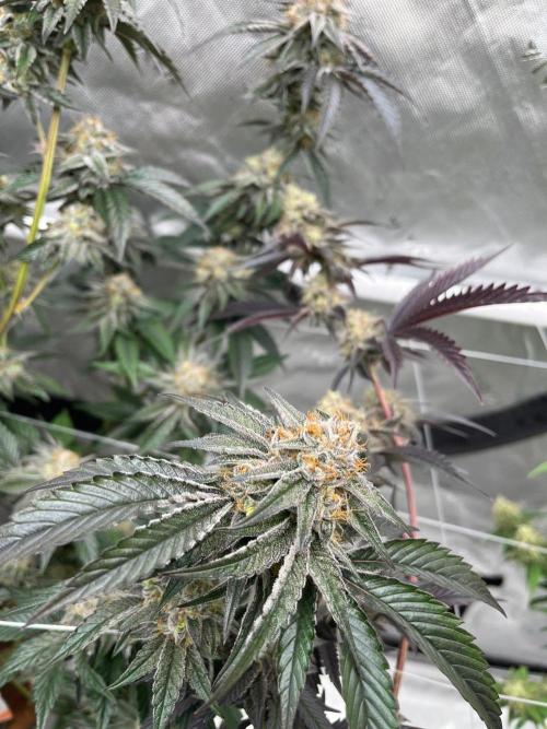 8/9/2026. Week 9