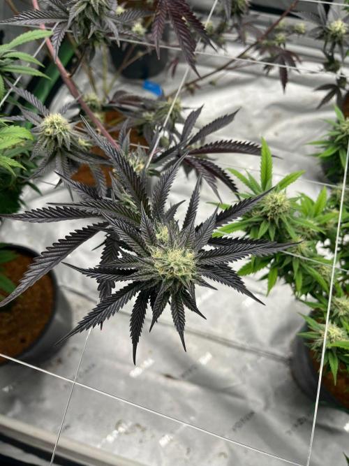 8/9/2026. Week 9